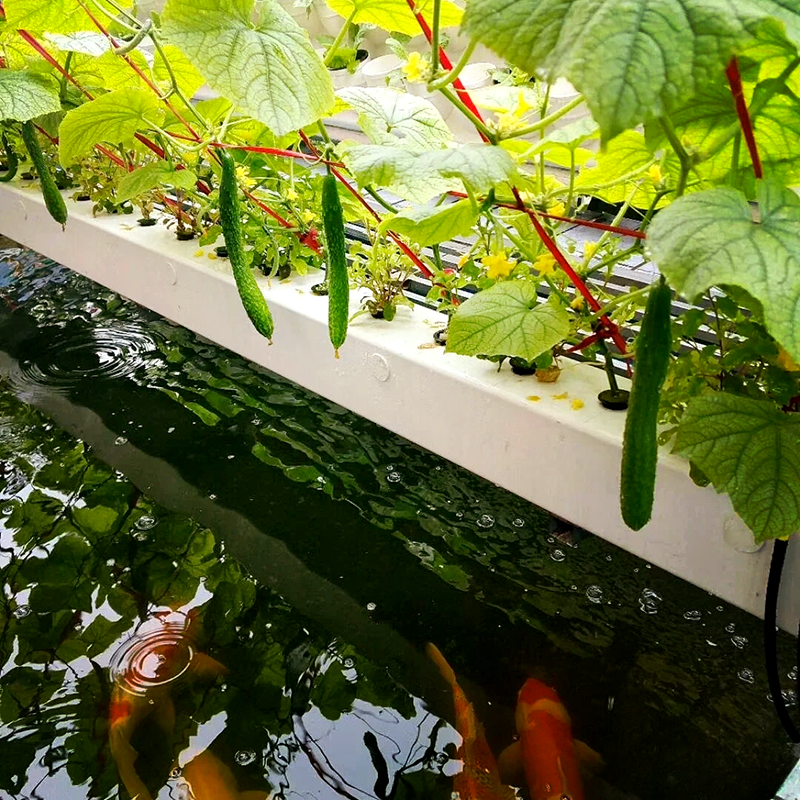 怀化市种植槽鱼菜共生 - 方案